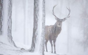 deer-snow_2158893k_0
